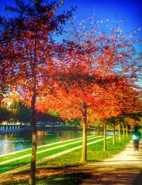 Trees in park