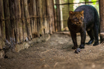 Portrait of cat walking outdoors