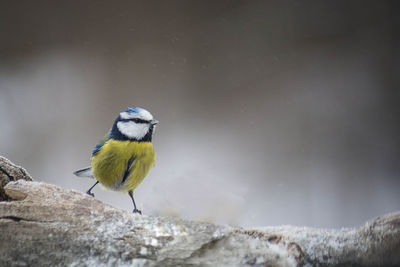 Bird perching on rock