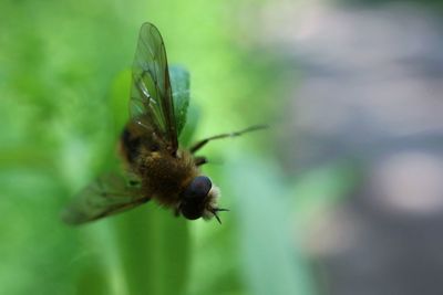 Close-up of insect on leaf