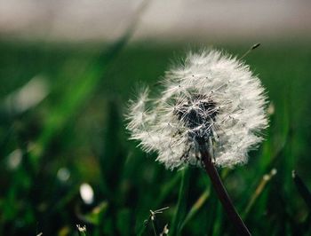 Close-up of dandelion flower