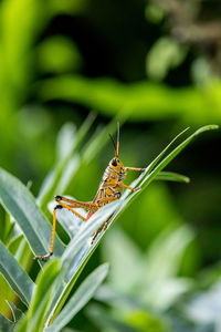 Close-up of grasshopper on leaf