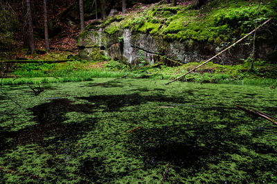 Scenic view of river flowing in forest