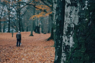 Rear view of man walking by trees in forest during autumn