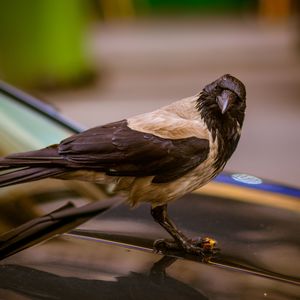 Close-up of bird perching on a car