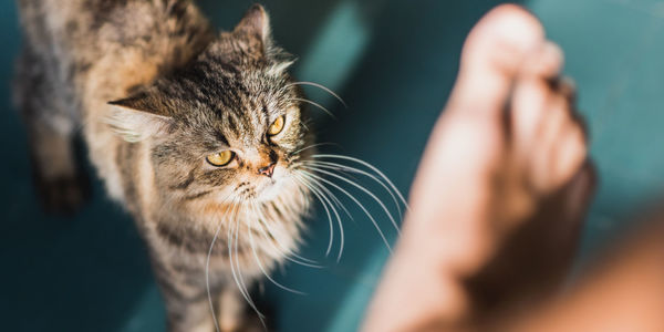 Cat ready to defend his honor in fight against a human's foot.