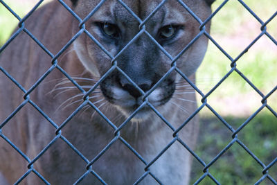 Close-up portrait of a fence