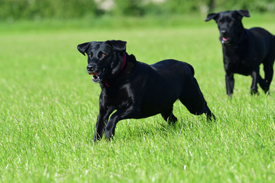 Action shot of a two black labradors running through a field
