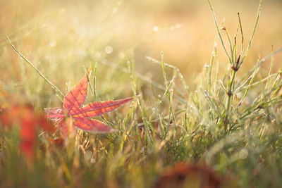 Close-up of autumn leaf on field