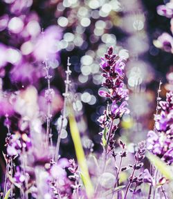 Close-up of purple flowering plants