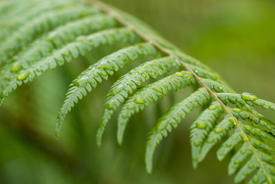 Close-up of fern leaves