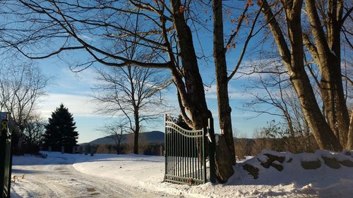 Bare trees on snow covered field