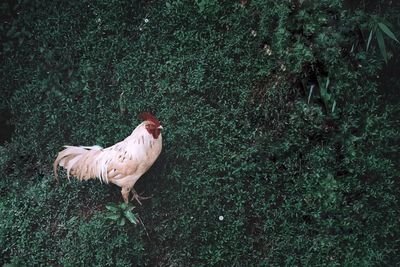 View of a chicken on field