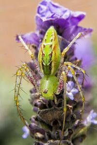 Close-up of insect on purple flower