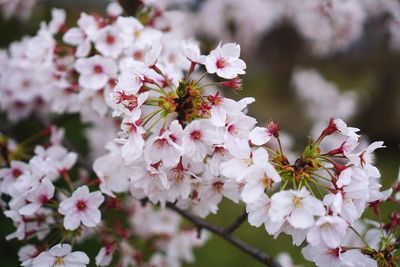 Close-up of cherry blossoms