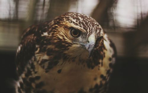 Close-up of eagle