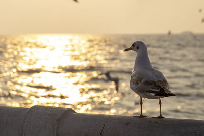 Seagull perching on wooden post at beach against sky
