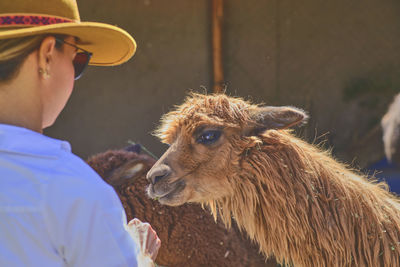 Young tourist takes selfies of alpacas and llamas on the farm. feeding alpacas. farm life concept.