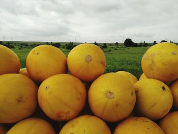 Close-up of yellow fruits on field against sky