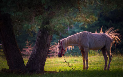 Horse standing on field against trees at park