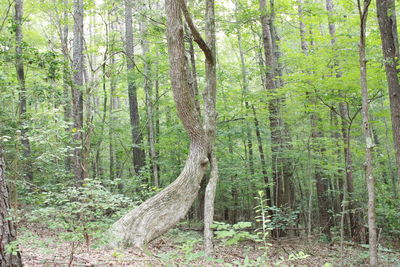 View of trees in forest