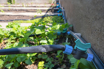 Strawberry plant grown in beds with automatic watering or water dripping system garden bed. hose 