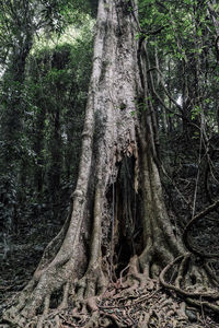 Trees in forest