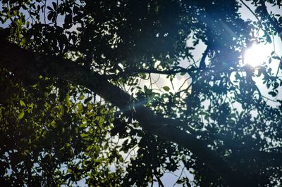 Low angle view of trees