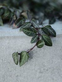 Close-up of green leaves on plant against wall