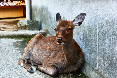 Close-up of deer