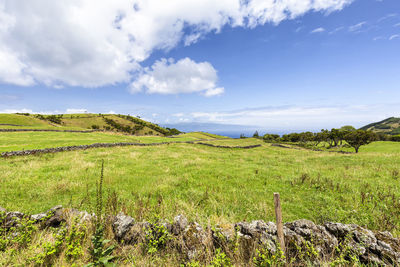 Scenic view of field against sky