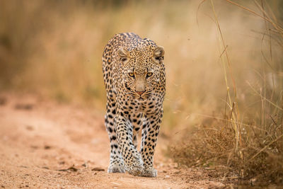 Portrait of leopard walking on field