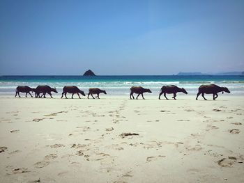 Water buffalos walking at beach against clear sky