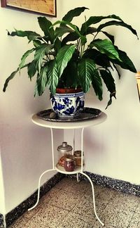 Potted plant on wall