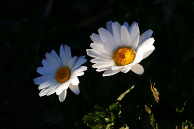 Close-up of white daisy flower