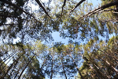 Low angle view of trees against sky