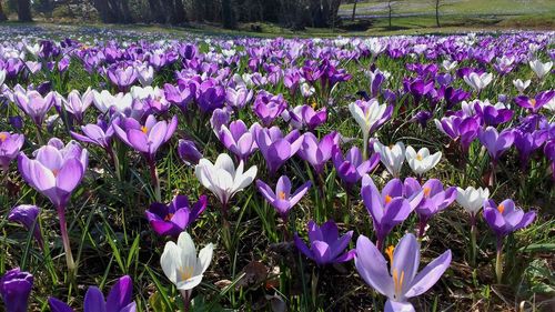 Close-up of purple flowers blooming in field