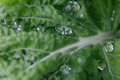 Close-up of raindrops on leaves