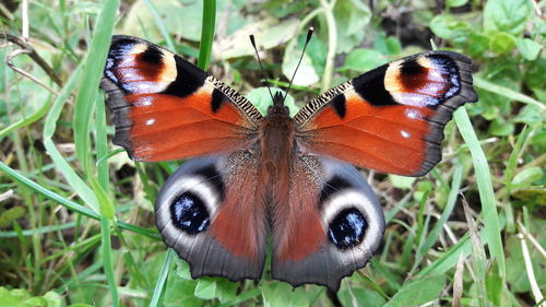 Close-up of butterfly on plant