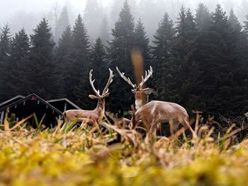 Deer family in a forest 