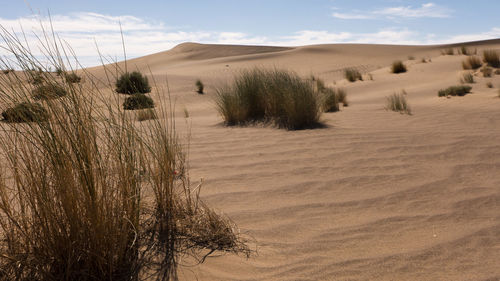 Scenic view of sand dunes in desert against sky