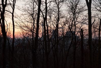 Bare trees in forest against sky