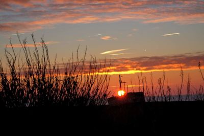 Silhouette plants against sky during sunset