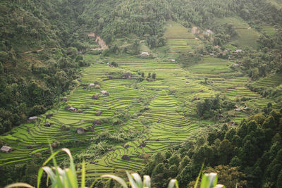 High angle view of rice field