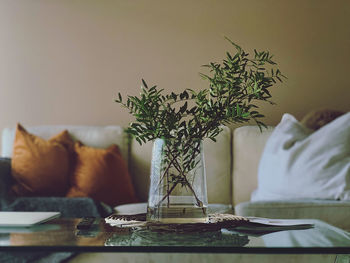 Close-up of potted plant on table at home