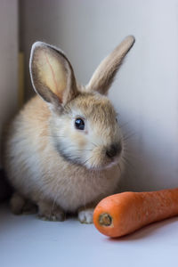 Cheerful and happy decorative rabbit with orange carrot close-up. easter bunny. high quality photo