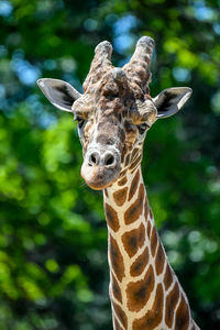 Portrait of giraffe