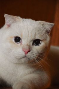 Close-up portrait of a cat