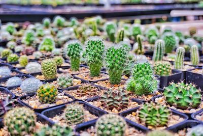 Close-up of cactus growing in greenhouse