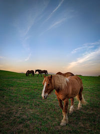 Cows on field against sky